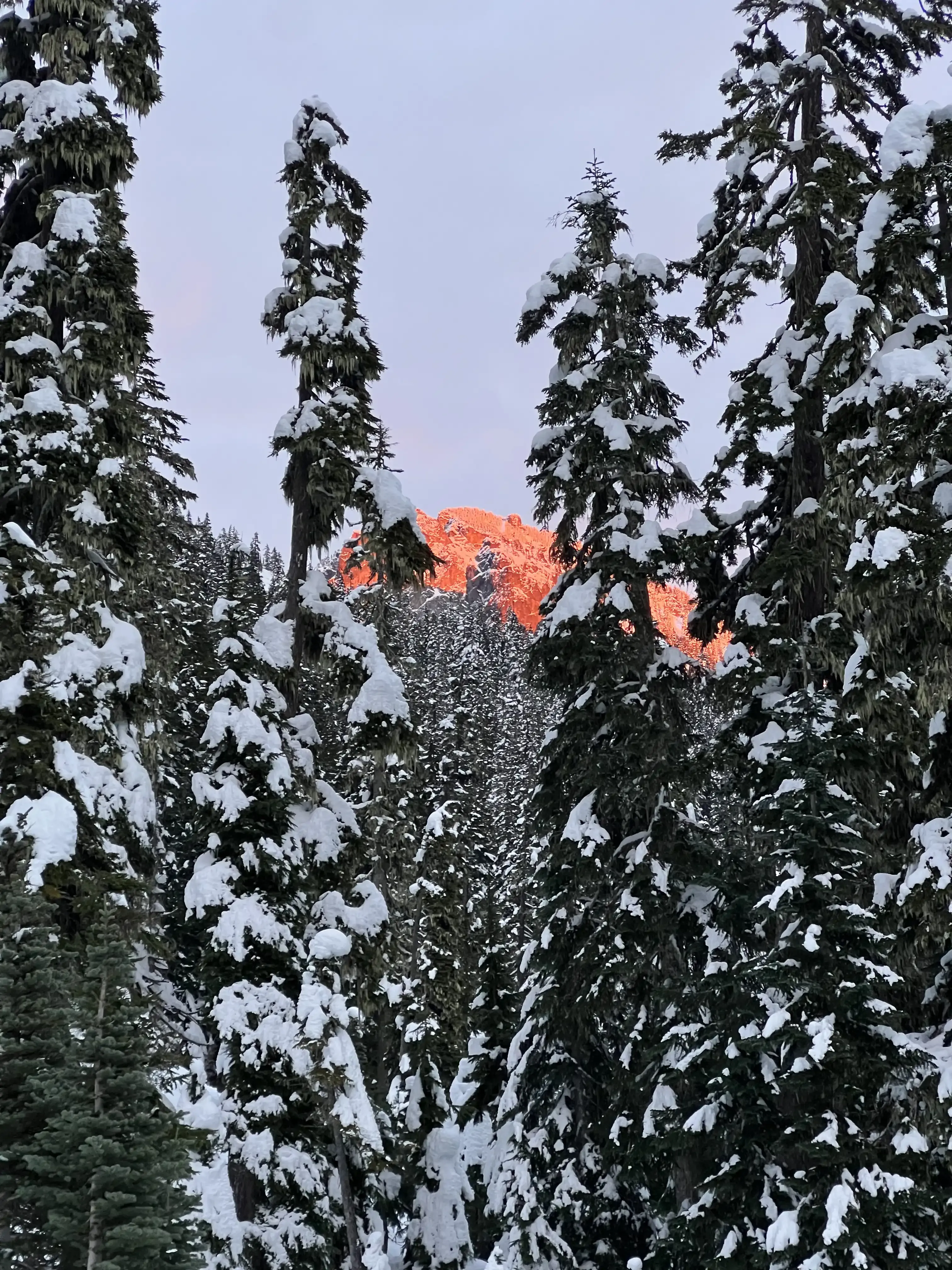 Alpenglow through trees, Snoqualmie Pass, late November 2024